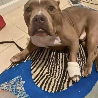 Le chien héros Ham, blessé à la patte après avoir effectué un sauvetage de son maître.
